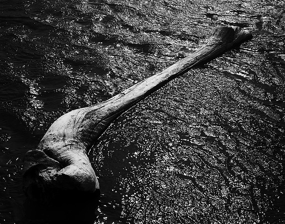 Driftwood in Scott Creek, 2006