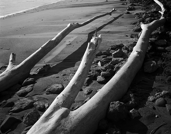 Fallen Trees, Ano Nuevo 2006