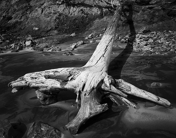 Fallen Tree #19, 2011, Ano Nuevo