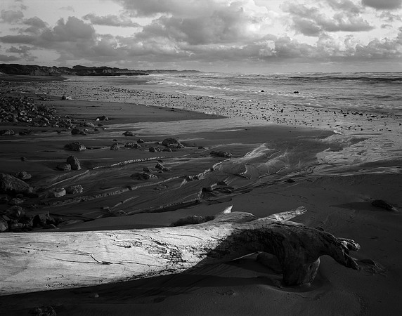 Fallen Tree series, 2011
